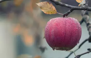 Apple Airtag Recenze
